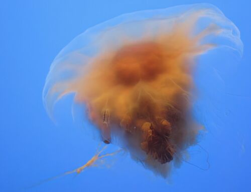 Beware of Lion’s Manes in Boston Harbor – Several “jellyfish-sting” incidents reported.