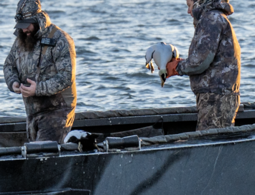 Duck Season in Southie: Just hunting birds off of Castle Island