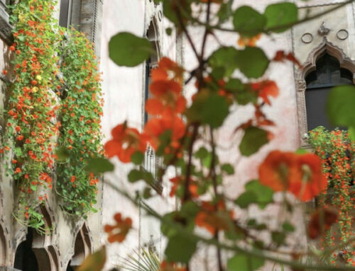 The Return of the Nasturtiums at the Isabella Stewart Gardner Museum