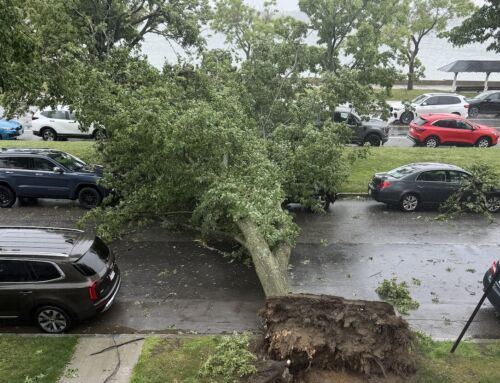 Batten Down the Hatches: Downed Trees + Power Lines in the Neighborhood