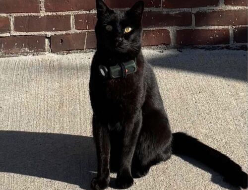 Get to Know Ziggy the Cat from City Point in Southie