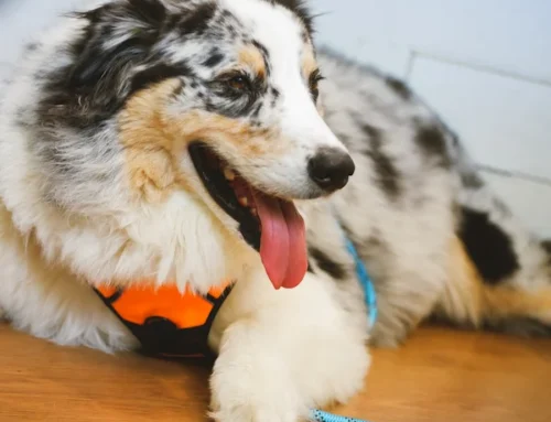 First Responders Credit Union to Host Family Fun Day Supporting Working Dogs