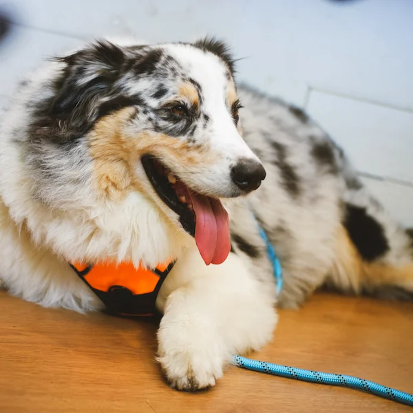 happy-dog-with-leash-relaxing-on-wooden-floor-2026-09-21-15-29-23-utc