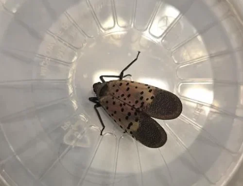 Caught in Southie: Spotted Lanternfly